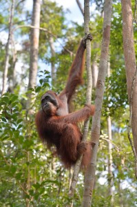 Trans Borneo Expedition 2014         
